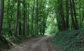 Descoperire macabră. Corpul neînsuflețit al unui moldovean a fost găsit îngropat într-o pădure din Franța